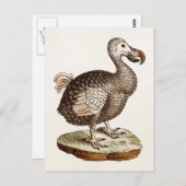vogelillustratie Dodo Bird 1700s Dodo Birds Briefkaart (Voorkant / Achterkant)