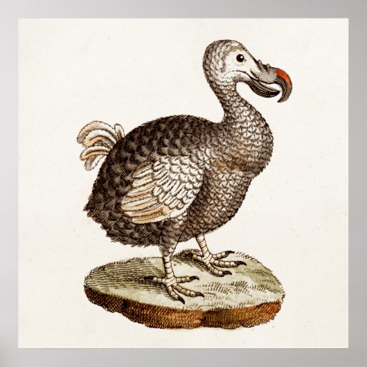 vogelillustratie Dodo Bird 1700s Dodo Birds Poster (Voorkant)