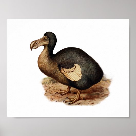  vogelillustratie Dodo Poster (Voorkant)