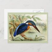  vogelillustratie Kingfisher Briefkaart (Voorkant / Achterkant)