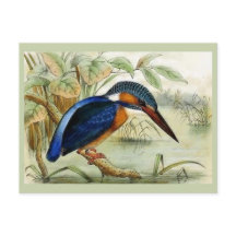  vogelillustratie Kingfisher