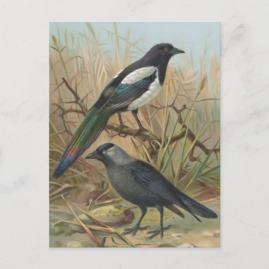vogelillustratie Magpie en Jackdaw Briefkaart (Voorkant)