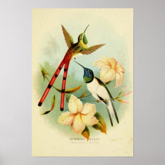 vogelillustratie poster (Voorkant)