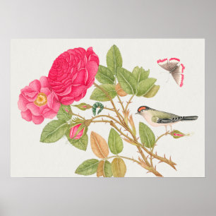  vogelillustratie poster