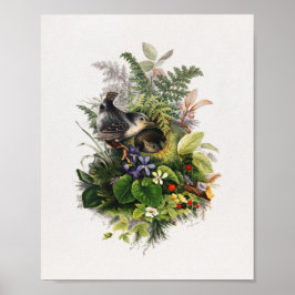  vogelillustratie poster