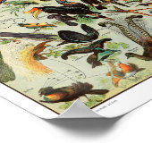 vogelillustratie poster (Hoek)