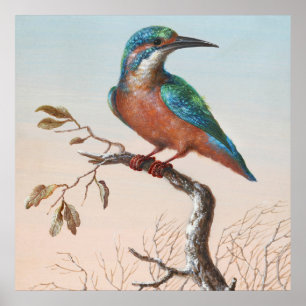  vogelillustratie poster