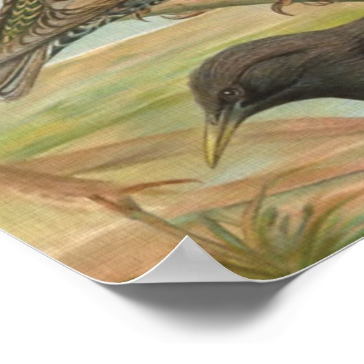  vogelillustratie poster (Hoek)