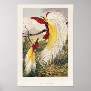 vogelillustratie poster