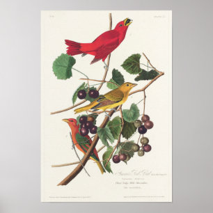  vogelillustratie poster