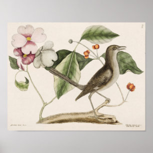 vogelillustratie poster