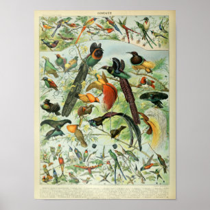  vogelillustratie poster