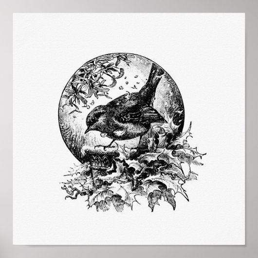  vogelillustratie poster (Voorkant)