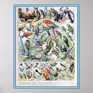 vogelillustratie poster