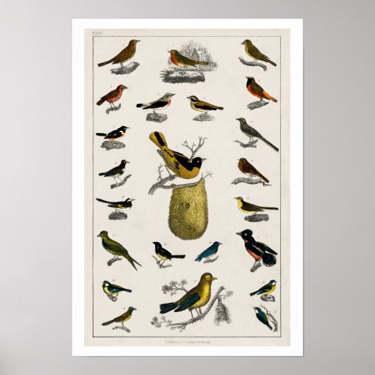 VOGELILLUSTRATIE POSTER 1820 (Voorkant)