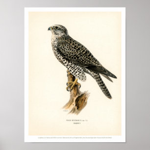  vogelillustratie - Poster Gyr Falcon