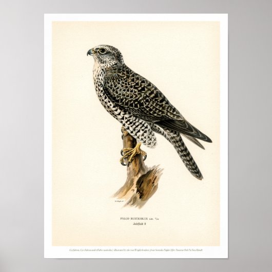  vogelillustratie - Poster Gyr Falcon (Voorkant)