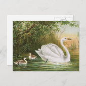  vogelillustratie "Whooper Swan" Briefkaart (Voorkant / Achterkant)