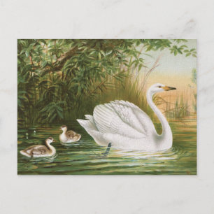 vogelillustratie "Whooper Swan" Briefkaart