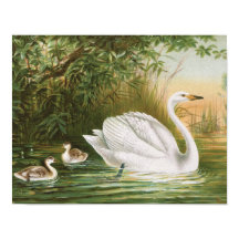  vogelillustratie "Whooper Swan"