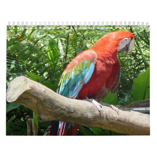 Vogelkalender 2 kalender (Hoes)