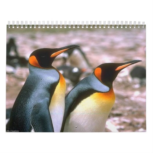 Vogelkalender 6 kalender (Hoes)