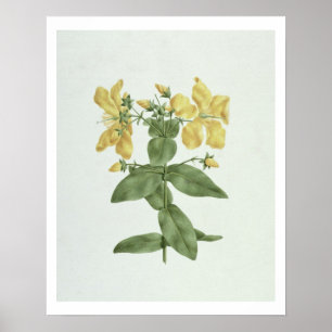 Vogelkoorts (Hypericum quartinianum) (m/c boven de Poster