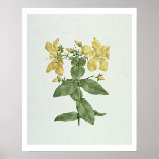 Vogelkoorts (Hypericum quartinianum) (m/c boven de Poster (Voorkant)