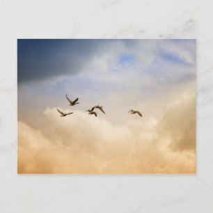 Vogelkoppel tijdens de vlucht briefkaart