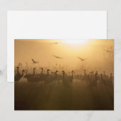 Vogelkudde van Cranes bij het Agamon HaHula, Israë Bedankkaart (Voorkant / Achterkant)