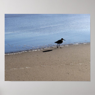 Vogelmoer op het strand poster