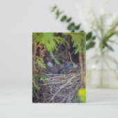 vogelnest briefkaart (Staand voorkant)