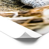 Vogelnest Poster (Hoek)