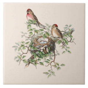 Vogelnestachtergrond Tegeltje