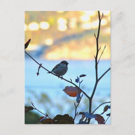 Vogelobservatie Briefkaart (Voorkant)