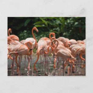 Vogelobservatie Briefkaart