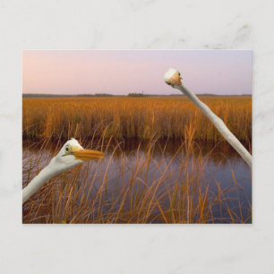 "VogeloogUitzicht" — briefkaart