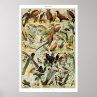 vogelpapier print Frans Poster