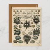  vogelpest eierafbeelding - postkaart (Voorkant / Achterkant)