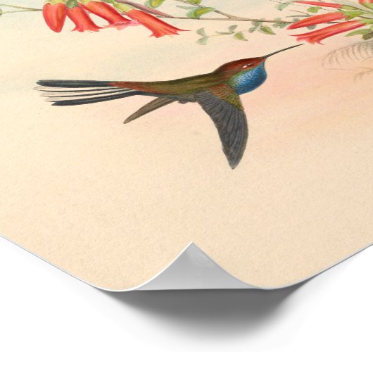  vogelplukkers poster (Hoek)