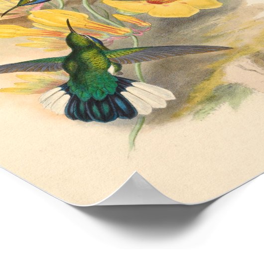  vogelplukkers poster (Hoek)