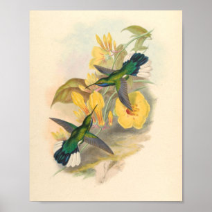 vogelplukkers poster