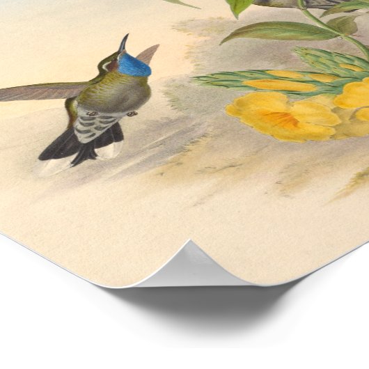 vogelplukkers poster (Hoek)