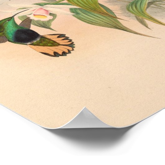  vogelplukkers poster (Hoek)