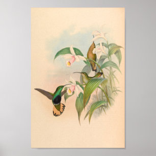 vogelplukkers poster