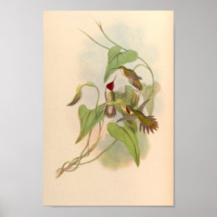 vogelplukkers poster
