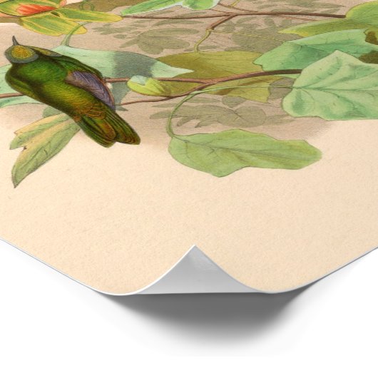  vogelplukkers poster (Hoek)