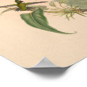 vogelplukkers poster (Hoek)