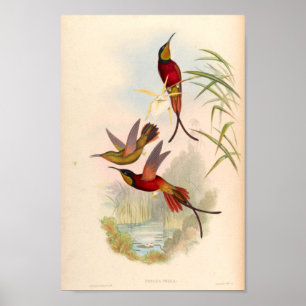 vogelplukkers poster