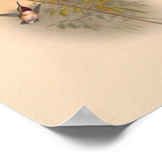 vogelplukkers poster (Hoek)